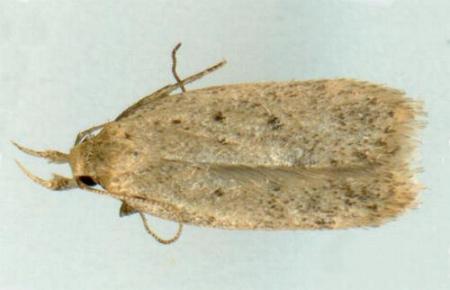 Eulechria chersomicta