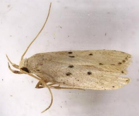 Eulechria chersomicta