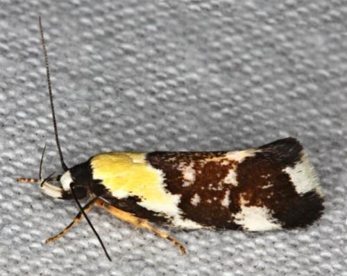 Eulechria clytophanes