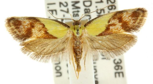 Eulechria clytophanes