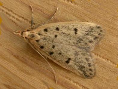 Atheropla decaspila