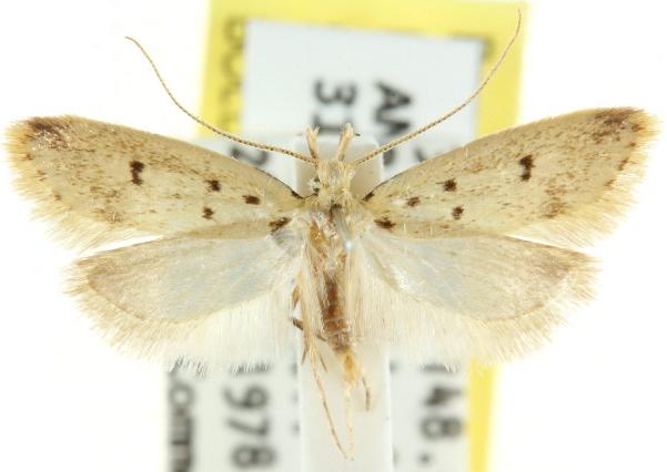 Atheropla decaspila