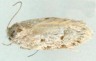 Eulechria delospila