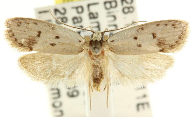 Eulechria delospila