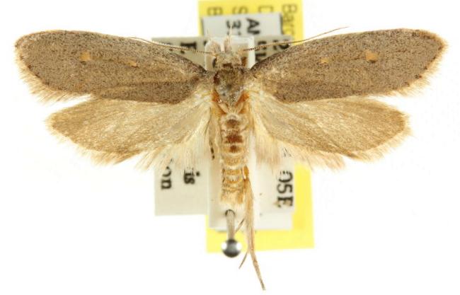 Pachybela eurypolia