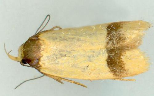 Eulechria hymenaea
