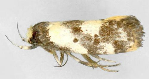 Eulechria marmorata