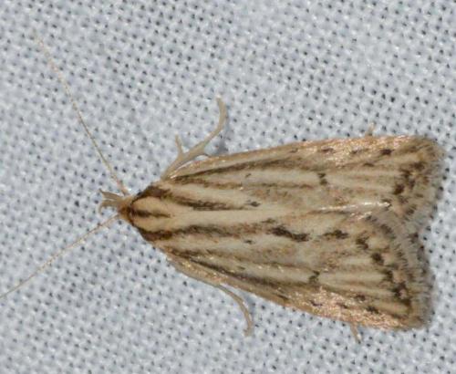 Eulechria melesella