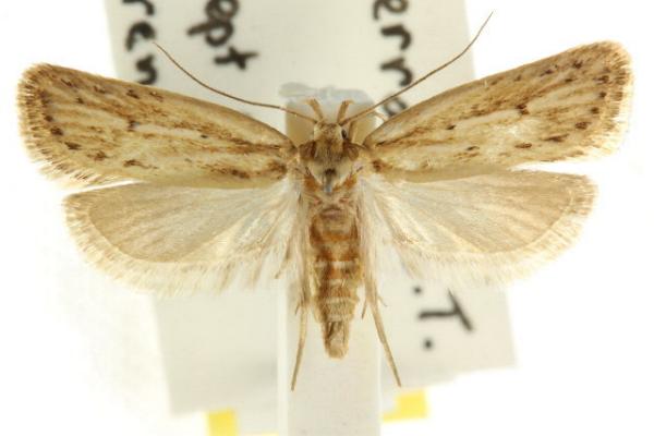 Eulechria melesella