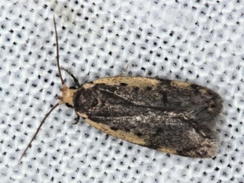 Hoplostega ochroma