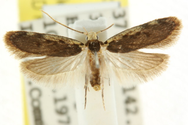 Hoplostega ochroma