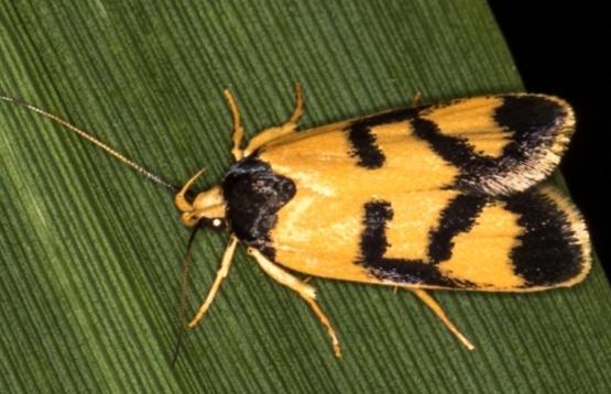 Eulechria ophiodes