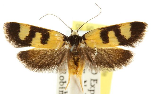 Eulechria ophiodes