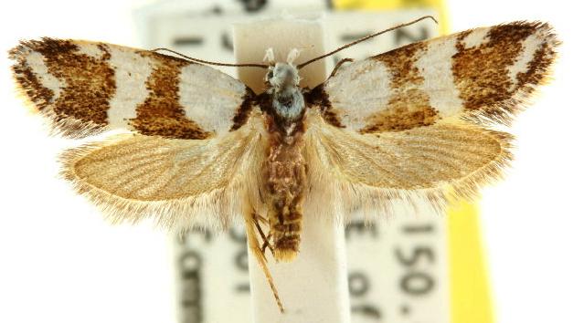 Eulechria platyrrhabda