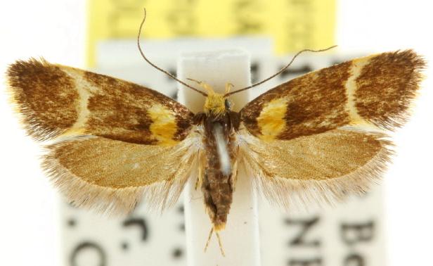 Eulechria psilopla