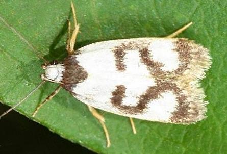 Eulechria sigmophora