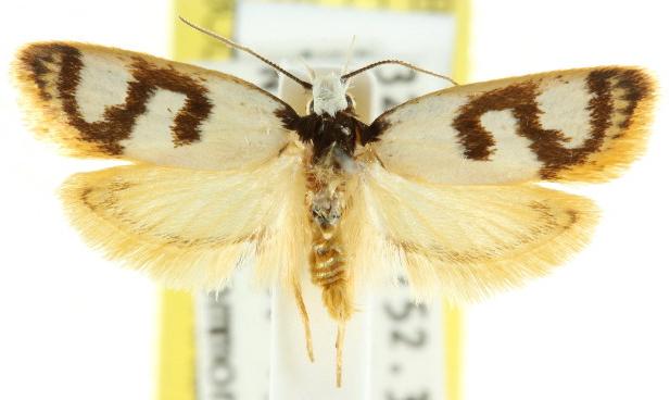 Eulechria sigmophora