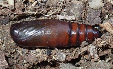 Anticarsia irrorata