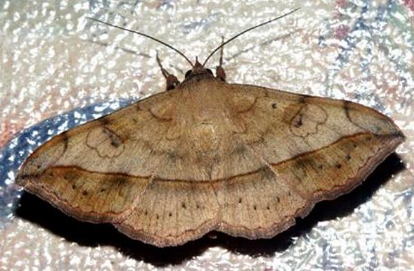 Anticarsia irrorata