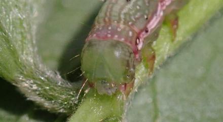 Anticarsia irrorata