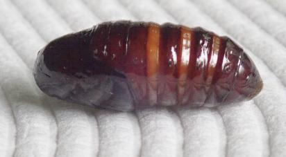 Cotana serranotata