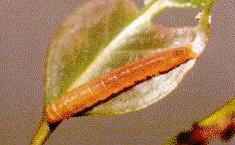 Pataeta carbo
