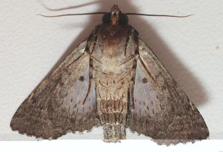 Pataeta carbo