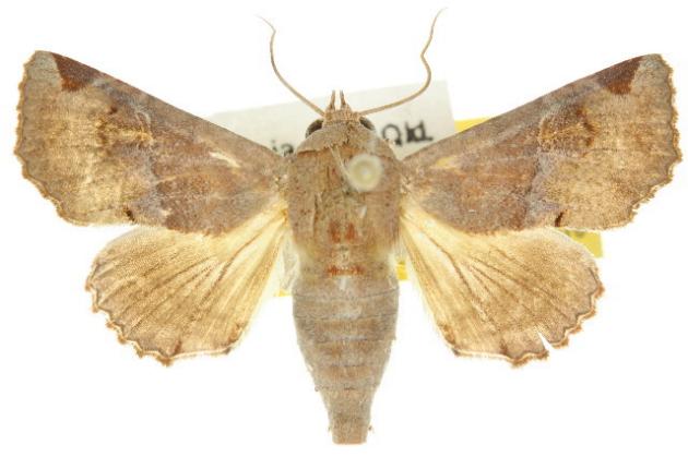 Targalla delatrix