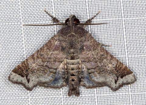 Targalla plumbea