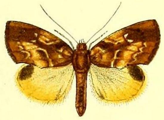 Crocidolomia luteolalis