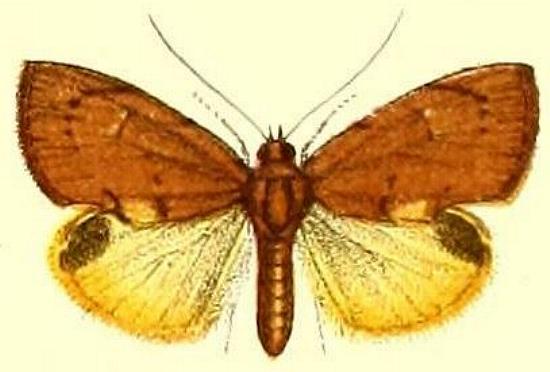 Crocidolomia luteolalis