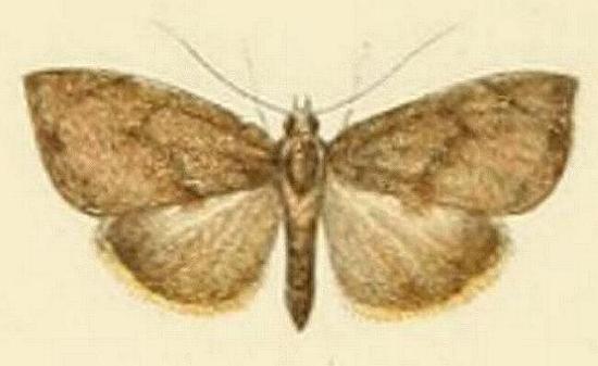 Crocidolomia suffusalis
