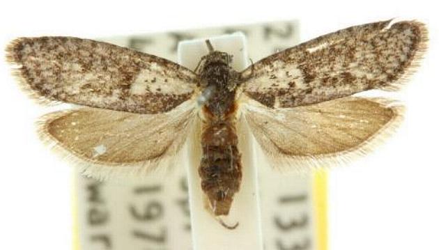 Homadaula coscinopa