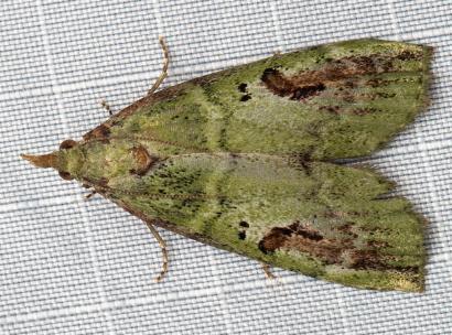 Prosthenia xyloryctella