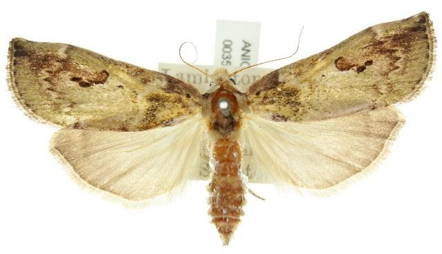 Prosthenia xyloryctella