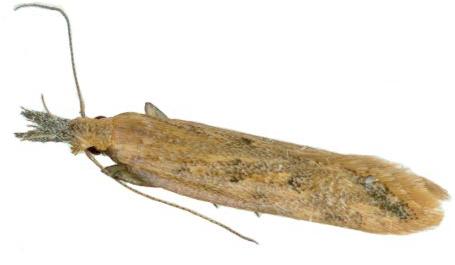 Dichomeris acuminatus