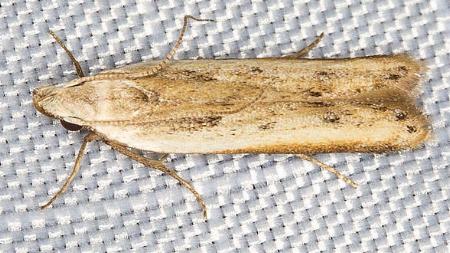 Dichomeris acuminatus