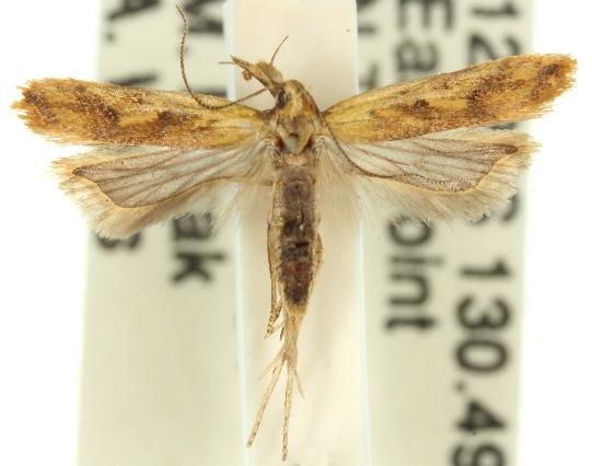 Dichomeris acuminatus