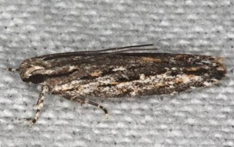Ardozyga amblopis