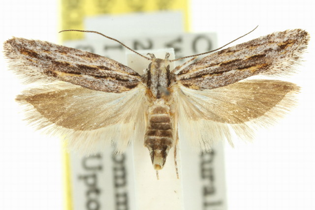 Ardozyga amblopis