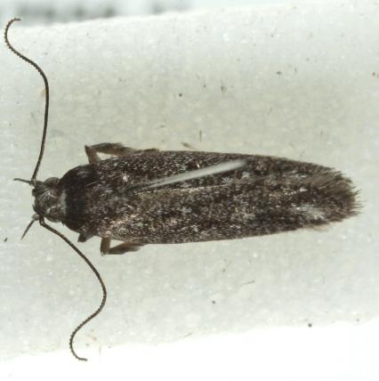 Ardozyga anthracina