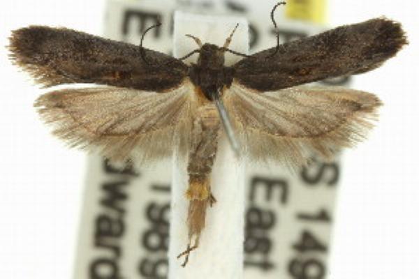 Ardozyga anthracina
