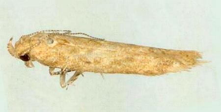 Scrobipalpa aptatella
