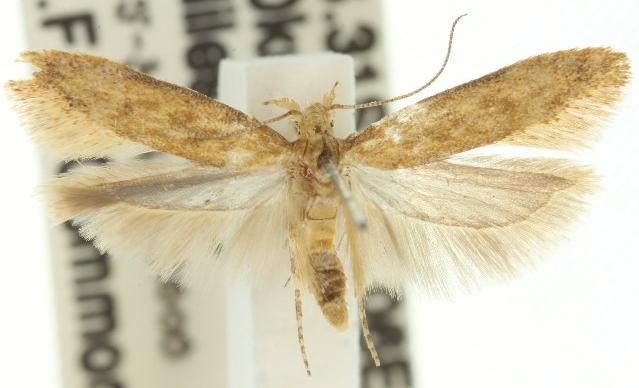 Scrobipalpa aptatella