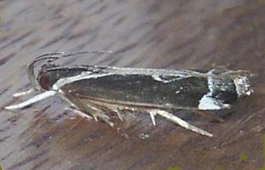 Chaliniastis astrapaea