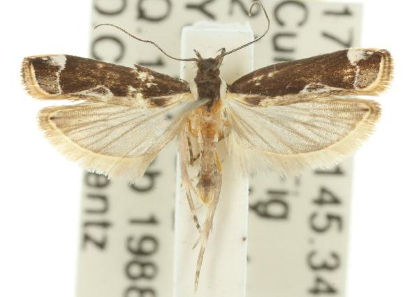 Chaliniastis astrapaea