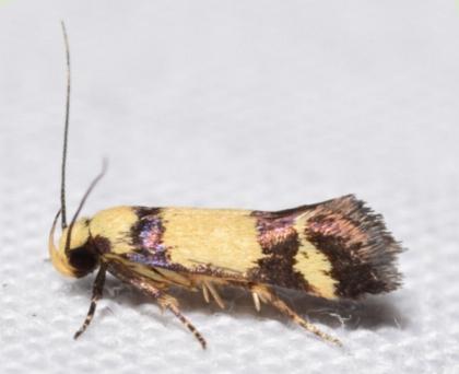 Decatopseustis cataphanes