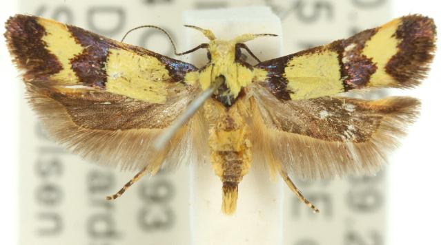 Decatopseustis cataphanes
