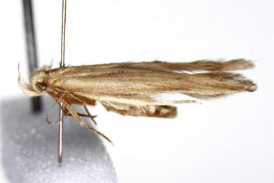 Sitotroga cerealella