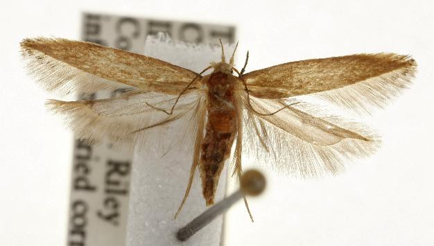 Sitotroga cerealella